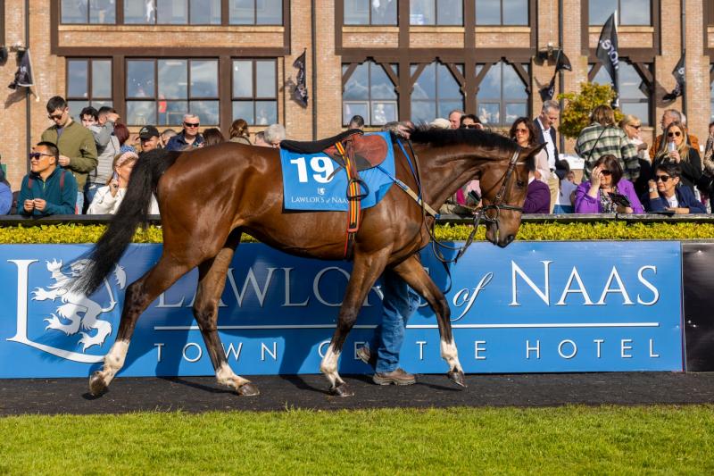 'Naas set to come alive' for Punchestown Festival - Kildare minister Lawless 