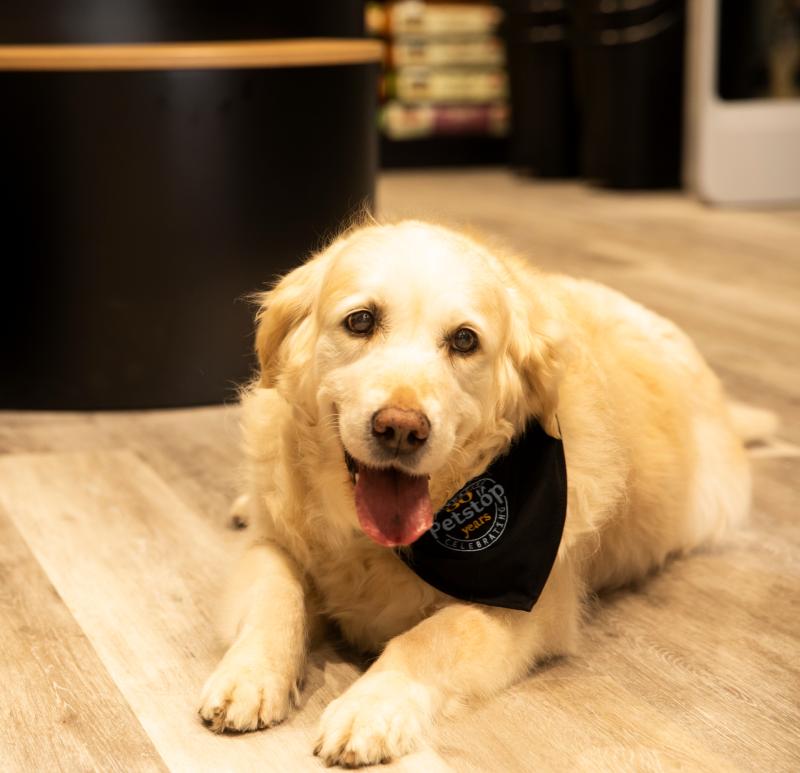 Petstop to celebrate 30 years in business with ‘pawty’ in Kildare store 