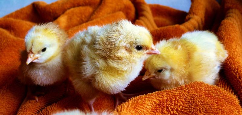 A simple gesture goes a long way: Kildare Wildlife Rescue seeking towels and sheets for its patients