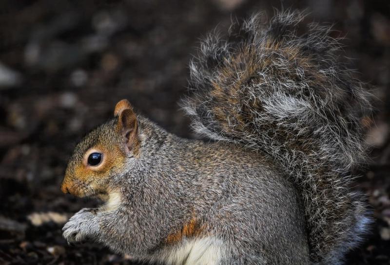 Kildare Wildlife Rescue to hold informative talk as part of Invasive Species Week 2025