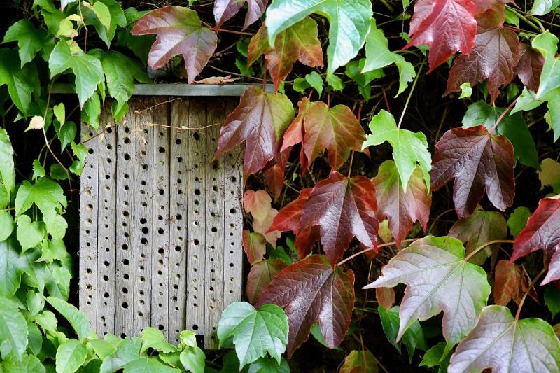 A Bug's Suite Life: Kildare Wildlife Rescue to host bug hotel construction class