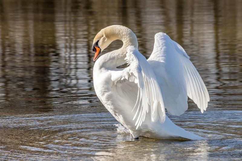 Kildare Wildlife Rescue seeking speakers for upcoming Biodiversity Conference event
