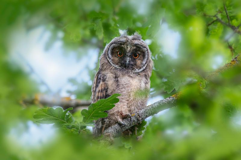 Could your pics feature? Kildare Wildlife Rescue releases exciting appeal for new photographs 