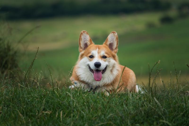 Calling all good pups: Dog show to take place near Kildare border