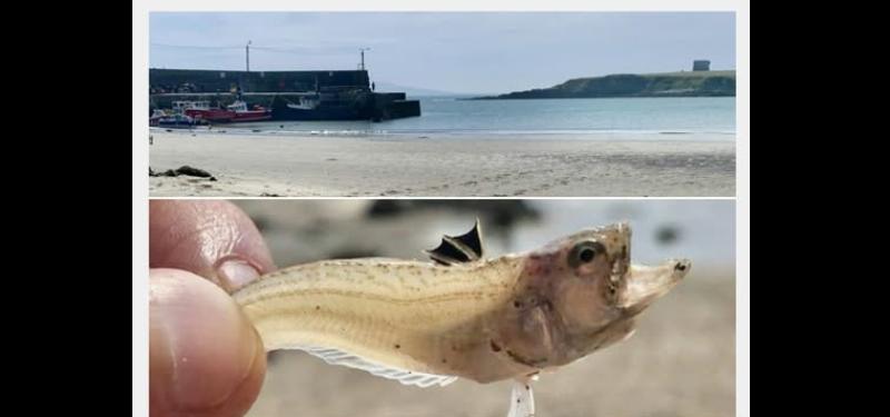 ALERT: Irish beachgoers warned over poisonous fish amid 28C sun blast