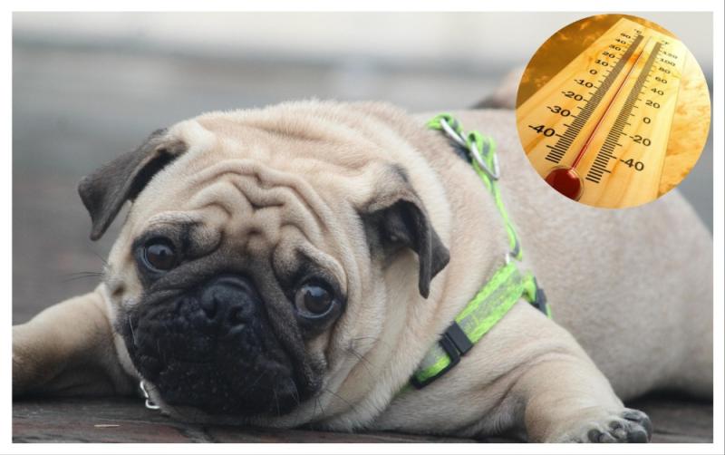 Urgent warning issued to Irish pet owners over potentially deadly heatwave