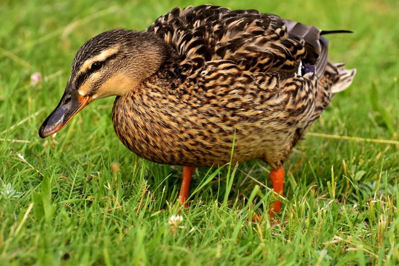 Kildare Wildlife Rescue seeking food donations for its waterfowl patients