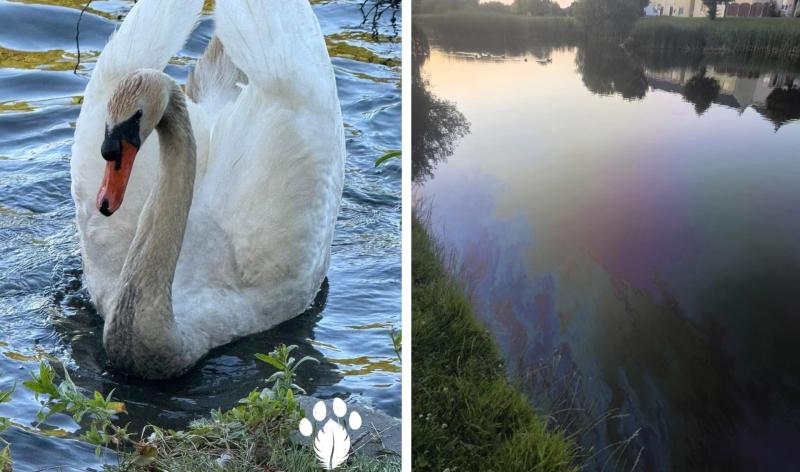 Kildare experts to the rescue as oil spill hits swans and ducks 