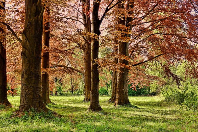 New trees planned for this Kildare estate