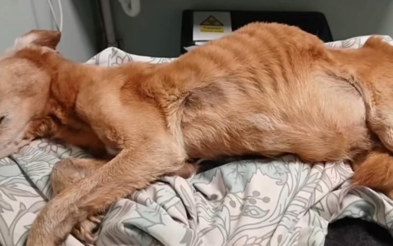 Garda&iacute; respond after 'neglected dog' outrage online with Kildare Animal Foundation