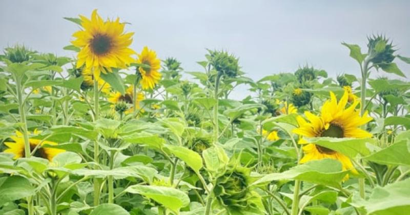 The Sunflower Fields Charity Event opens at Barberstown Castle, Kildare