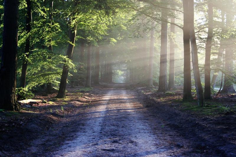 €30,000 capital investment announced for scenic wood in Kildare