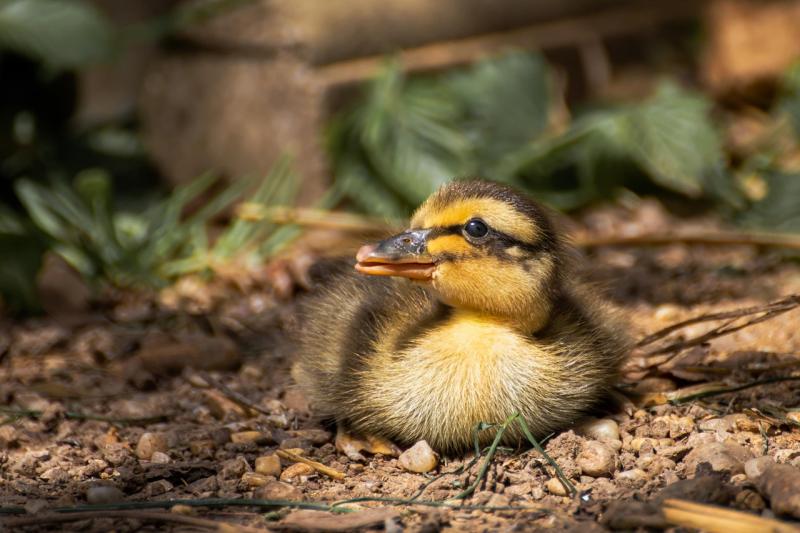 Learn all about wild baby animals in Kildare through upcoming talk