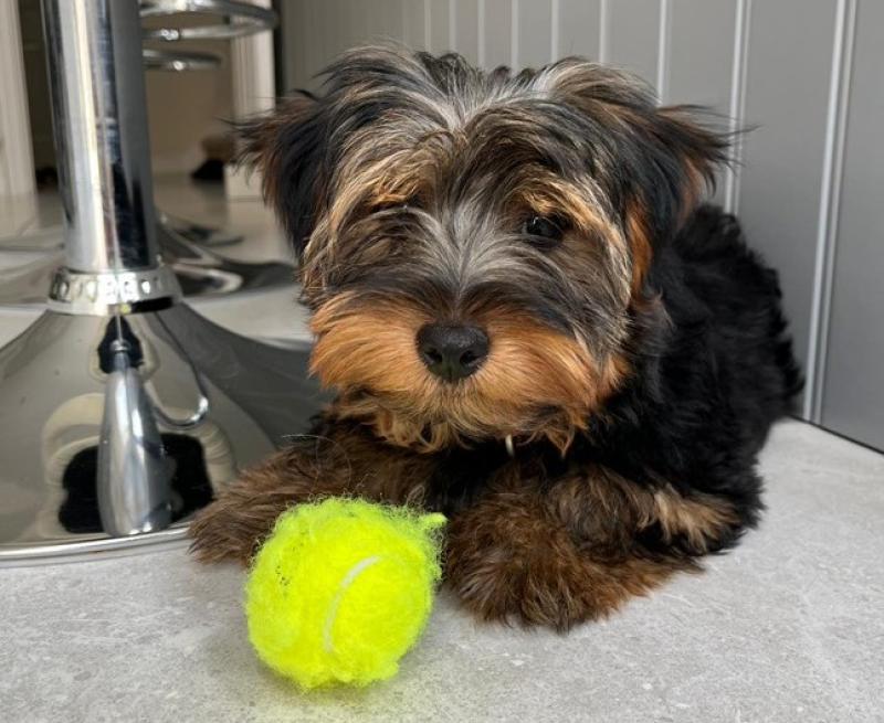 Well-known influencer issues appeal after mother's dog stolen near Kildare border