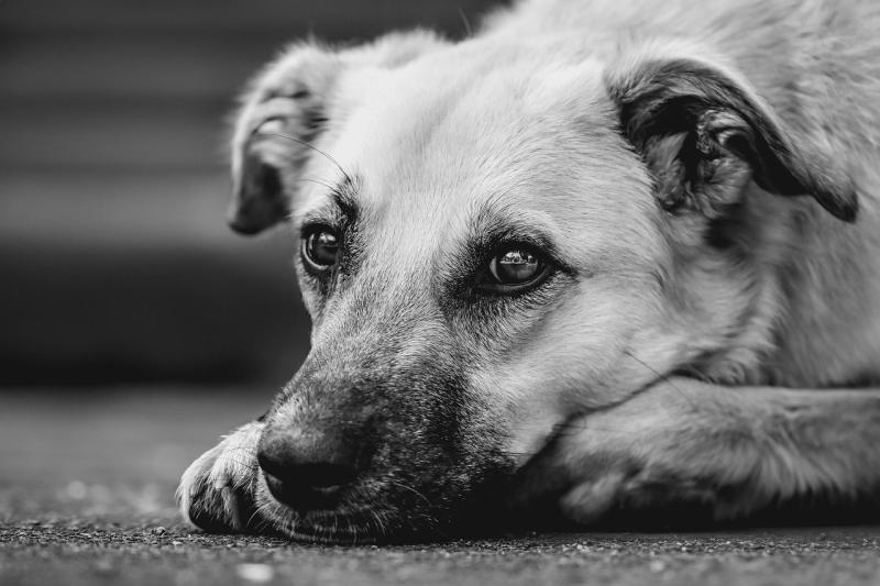 ‘RIP.ie for pets’ Former garda launches online memorial website for departed pets 
