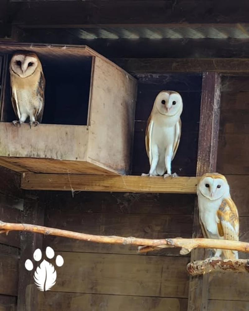 Photo courtesy of Kildare Wildlife Rescue Facebook page