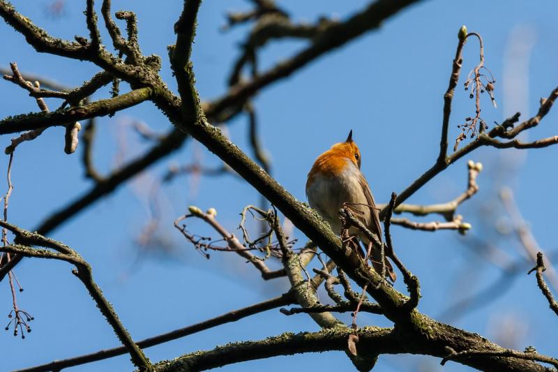 Kildare Wildlife Rescue announces opening of Autumn and Spring placements