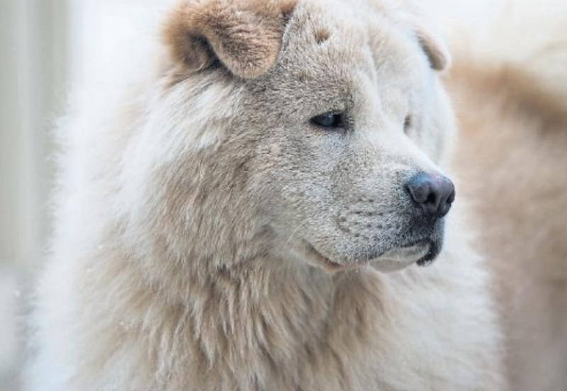 Importance of responsible dog ownership stressed at Kildare County Council meeting