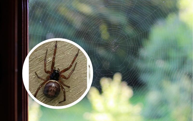 ALERT: Risk of deadly false widow spiders inside Kildare homes amid bite warning