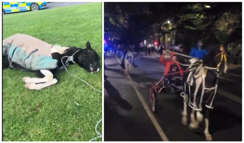 Kildare animal charity rubbishes 'strange' claim it 'steals' horses from Travellers