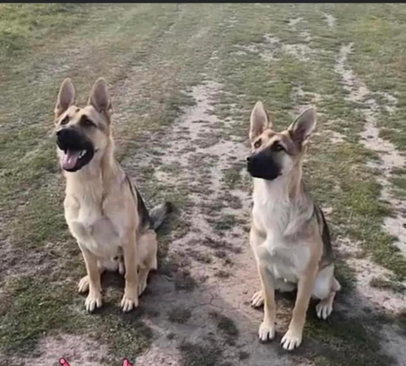 Kildare resident releases appeal in relation to missing German Shepherd siblings