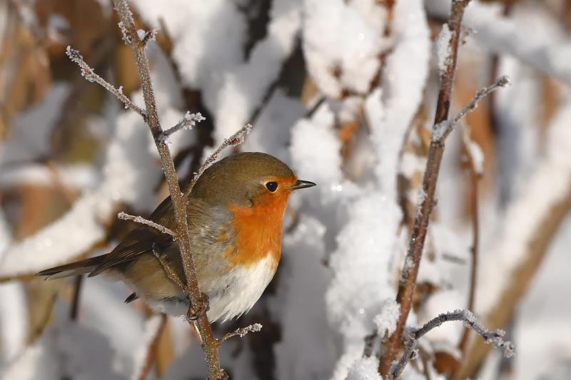 Animal rescue group based in Kildare to host Winter-themed talks