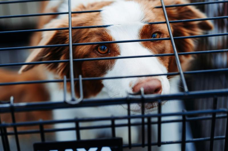 Regulation of puppy farms to debated in D&aacute;il as dogs kept in 'horrendous conditions'