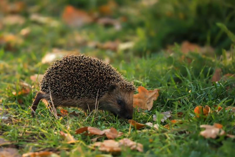 Don't make their vitals spike! Basic First Aid for hedgehogs talk to take place in Kildare