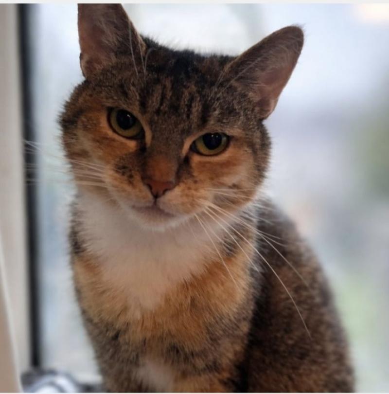 Mabel is looking for a new home