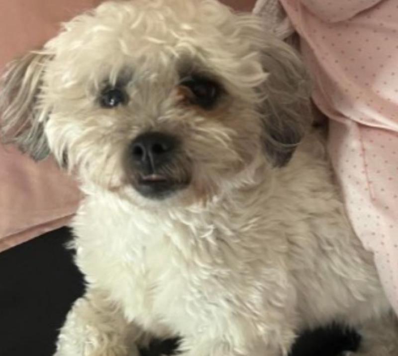 &lsquo;Absolutely heartbreaking&rsquo;: Kildare woman renews appeal and ups reward for missing dog