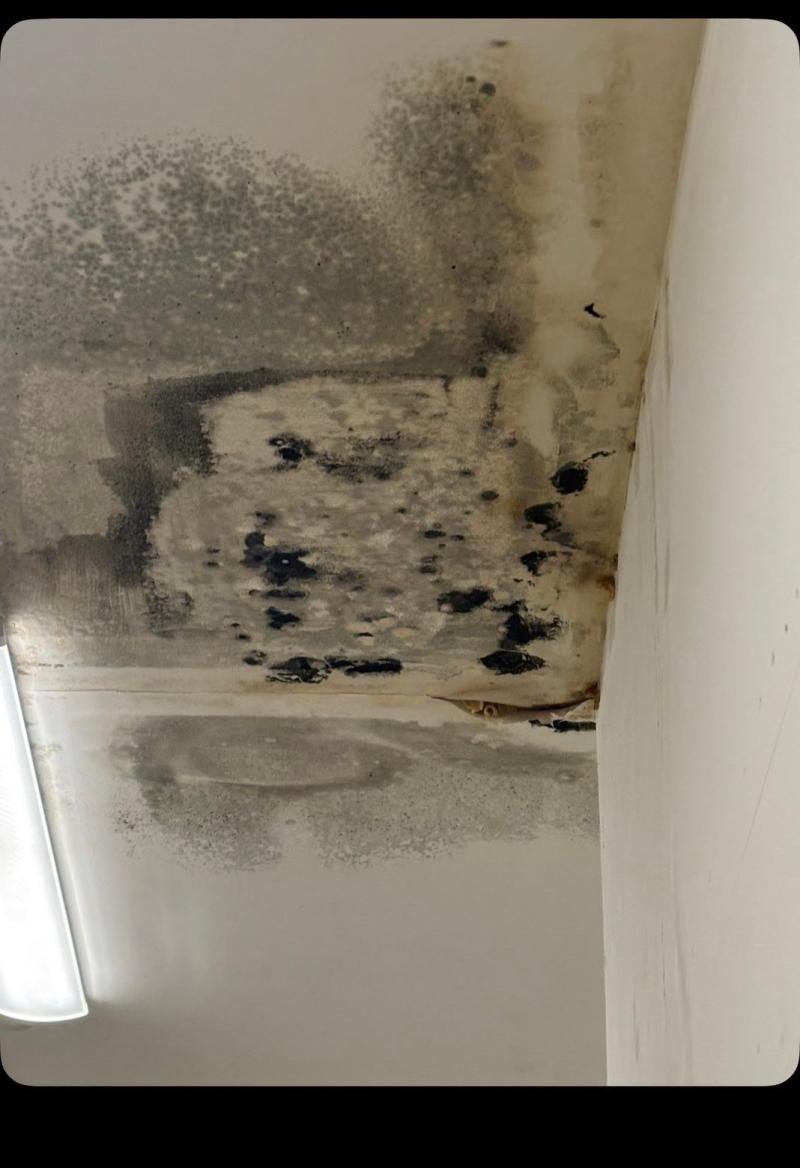 Mould growing on the ceilings