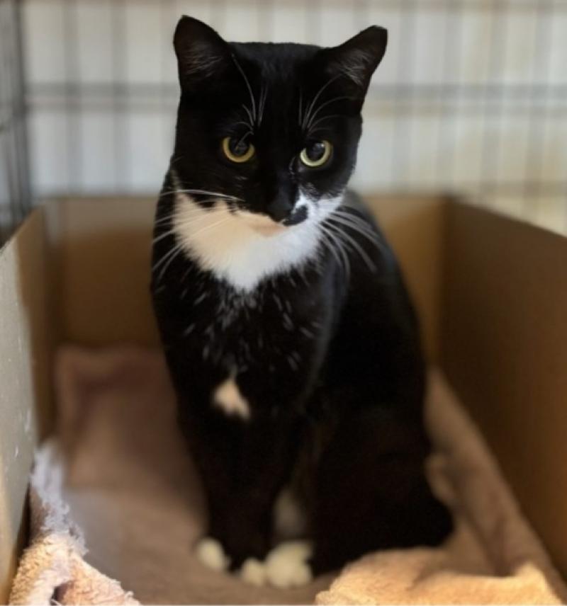 Volunteers urgently needed to trap and neuter Kildare's wild cats