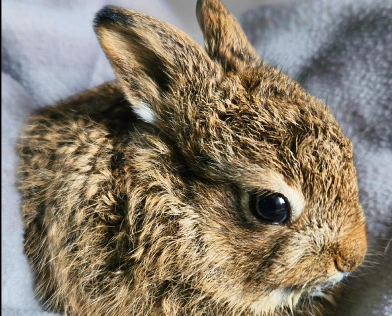 First orphan of the year being bottle fed at Kildare Wildlife Rescue