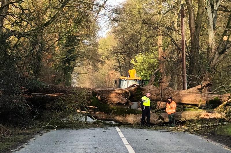 LATEST: Busy Kildare road blocked by massive tree knocked by high winds 