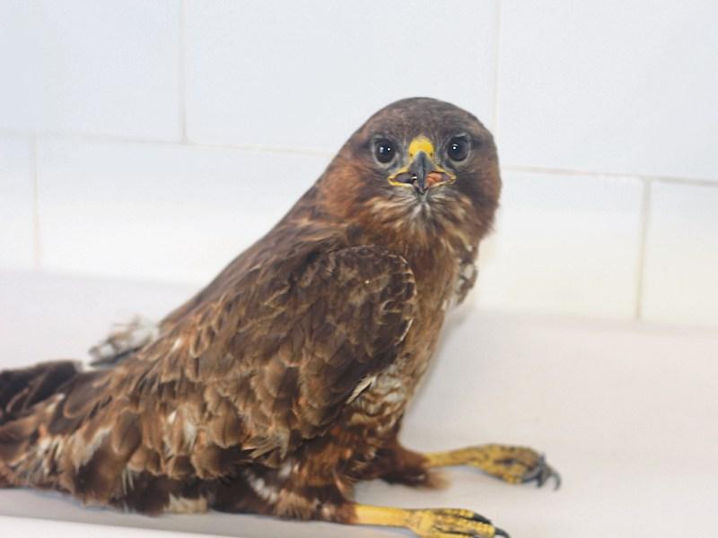 Buzzard who survived slurry pit fall rescued by Kildare Animal Foundation