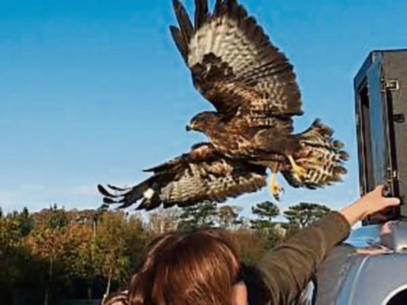 A triumphant return to the wilderness for Kildare rescue animals