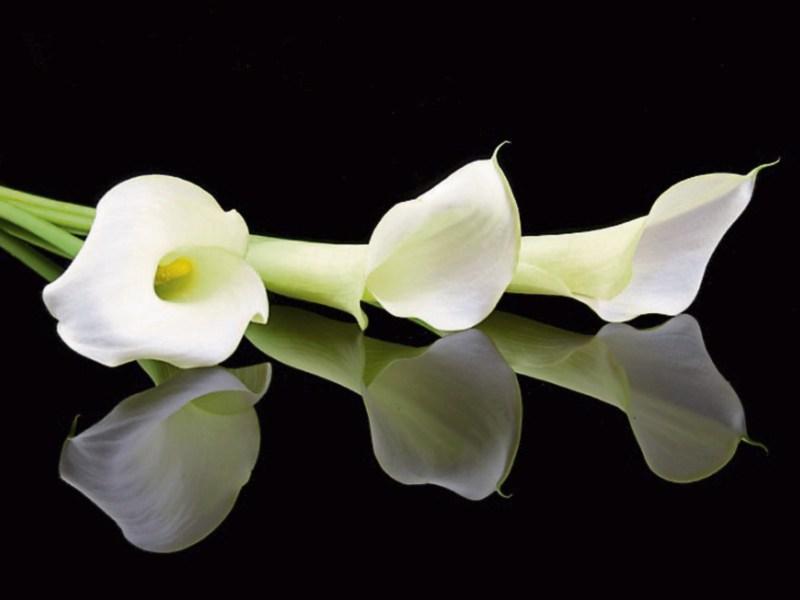 Deaths in Kildare - Monday, November 12, 2018