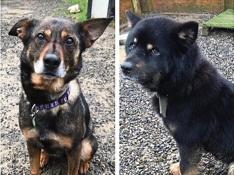 Dogs at Kildare Animal Shelter looking for forever homes Kildare Live