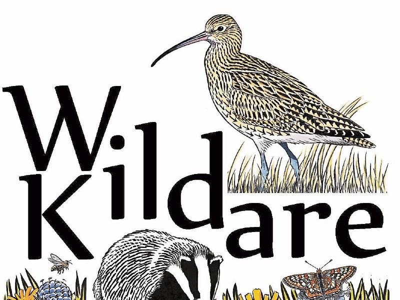 KILDARE ANIMAL FOUNDATION Go wild for diversity! Kildare Live