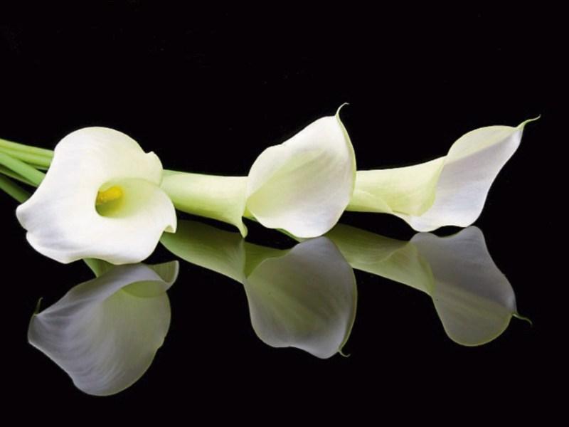 Deaths in Kildare - Thursday, March 14, 2019