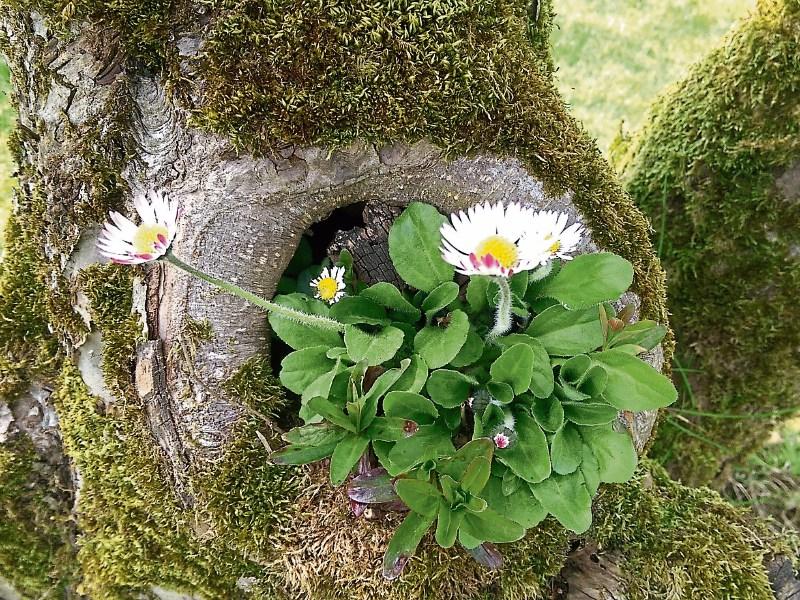 KILDARE WILDLIFE WATCH: Save the daisy to help the bees