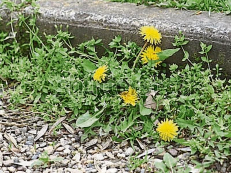 Weedkiller alternatives "too expensive" to be used in public areas