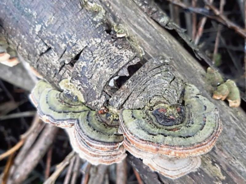 KILDARE WILDLIFE WATCH: Turkey-tailed fungi used in cancer trials