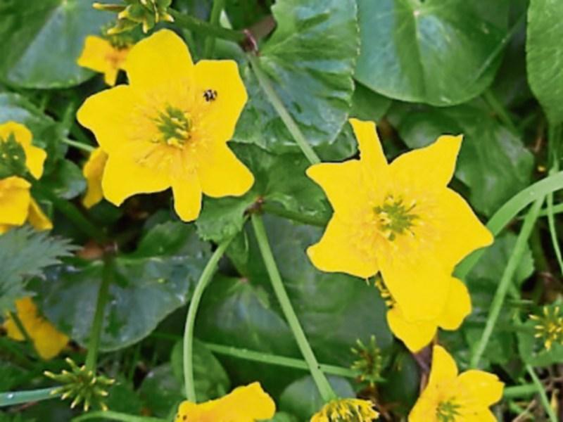 KILDARE WILDLIFE WATCH: Discovering an unexpected gem