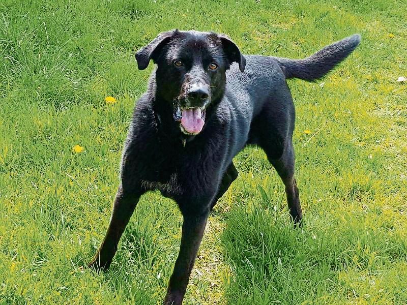 KILDARE PET RESCUE: Give a dog a home