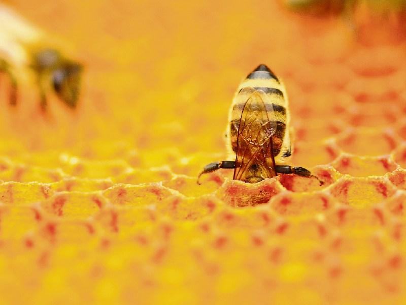 Green Fingers: Do your part to protect pollinators