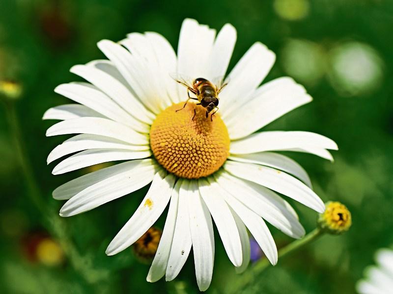 Kildare opinion: Forget those manicured lawns, it’s time to love messy biodiversity