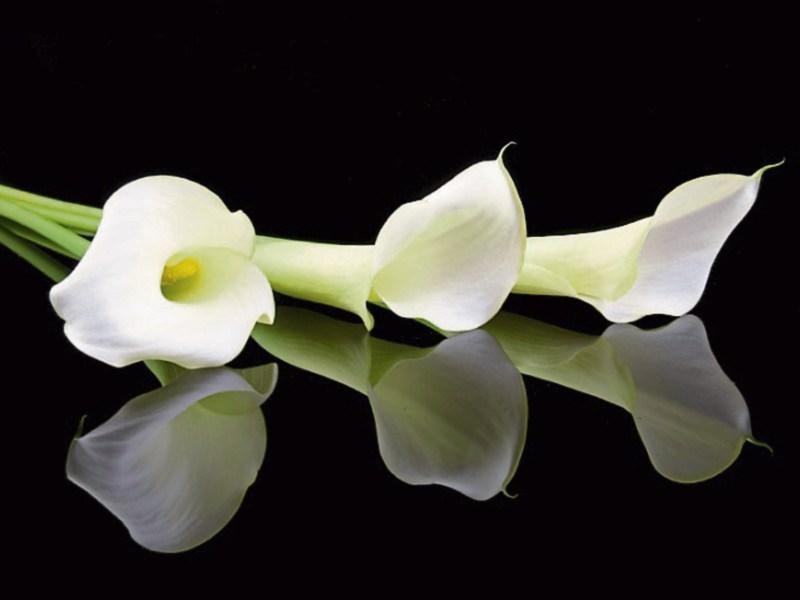 Deaths in Kildare - Friday, August 2, 2019