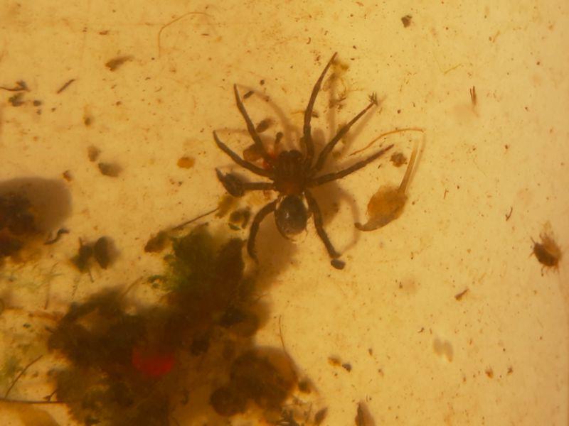 KILDARE WILDLIFE WATCH: The spider that lives under water