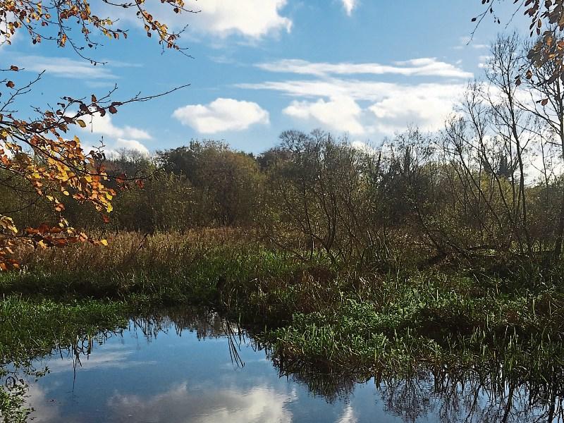 Council under pressure to open Naas' Oldtown Gardens as public amenity